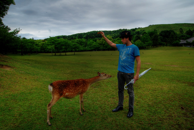 nara shika deer steve feeding